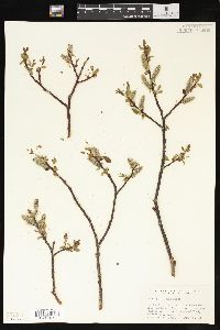 Salix planifolia image