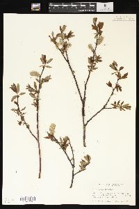 Salix planifolia image