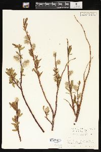 Salix planifolia image