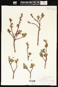 Salix planifolia image