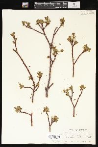 Salix planifolia image