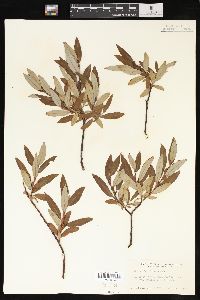 Salix planifolia image