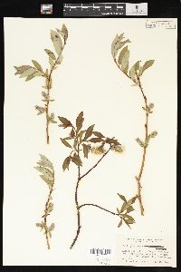 Salix planifolia image