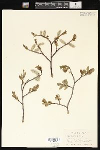 Salix planifolia image