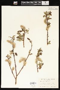 Salix planifolia image