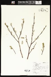 Salix planifolia image