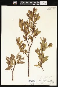 Salix planifolia image