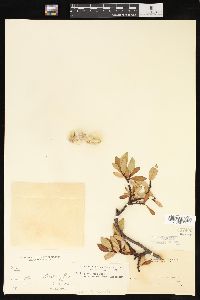 Salix planifolia image