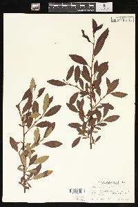 Salix planifolia image