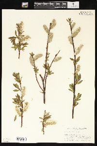 Salix planifolia image