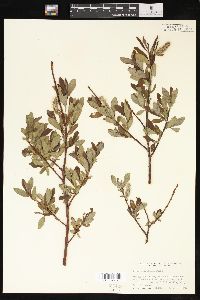 Salix planifolia image