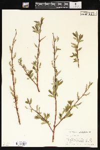 Salix planifolia image