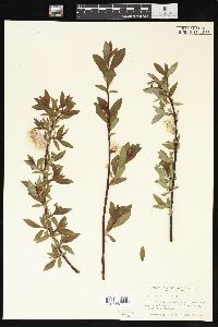 Salix planifolia image