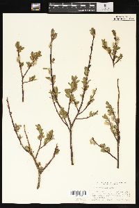 Salix planifolia image