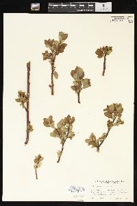 Salix planifolia image