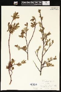 Salix planifolia image