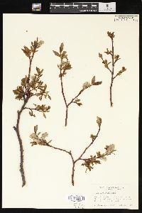 Salix planifolia image