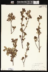 Salix planifolia image