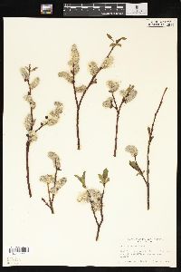 Salix planifolia image