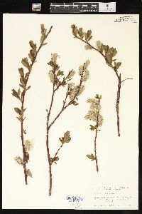 Salix planifolia image