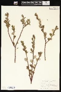 Salix planifolia image