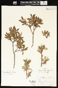 Salix planifolia image