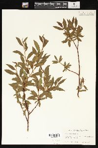 Salix planifolia image