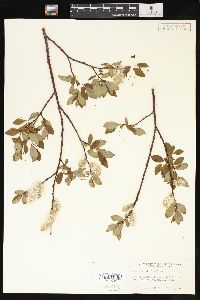 Salix planifolia image