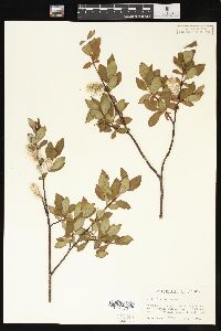 Salix planifolia image