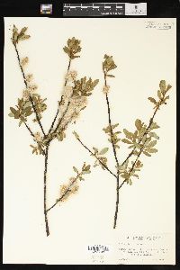 Salix planifolia image