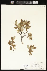 Salix planifolia image