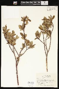 Salix planifolia image