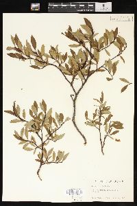 Salix planifolia image