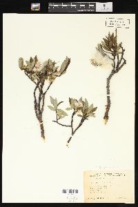 Salix planifolia image