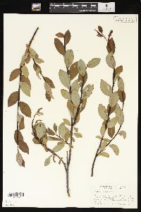 Salix planifolia image