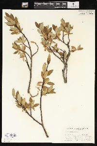 Salix planifolia image