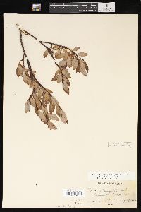 Salix planifolia image