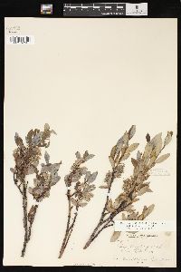 Salix planifolia image