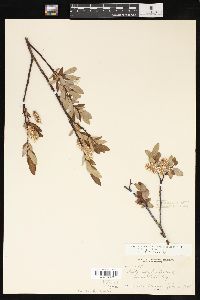 Salix planifolia image