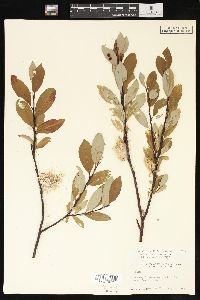 Salix planifolia image