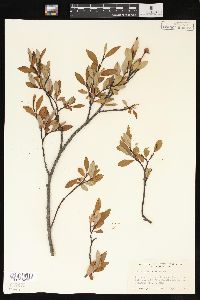 Salix planifolia image