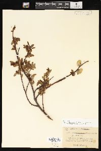 Salix planifolia image