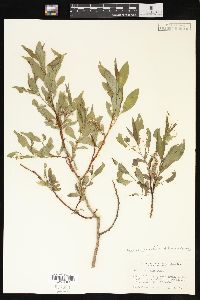 Salix boothii image