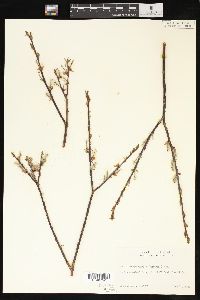 Salix boothii image