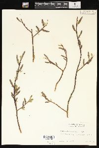 Salix boothii image