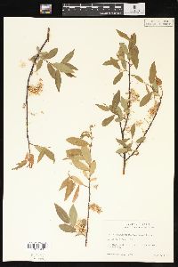 Salix boothii image