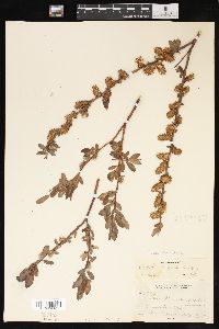 Salix boothii image