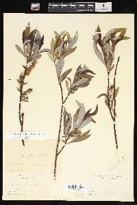 Salix purpurea image