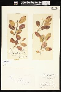 Salix pyrifolia image