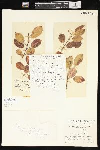 Salix pyrifolia image